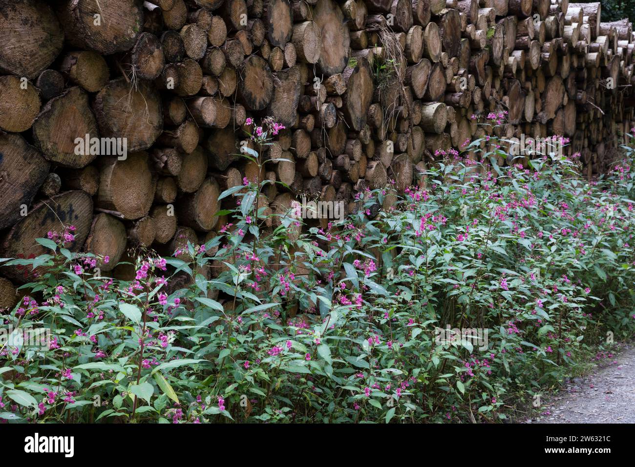 Indisches Springkraut, Drüsiges Springkraut, an einem Waldweg, Impatiens glandulifera, Himalayan Balsam, Policeman`s Helmet, La Balsamine de l'Himalay Stock Photo